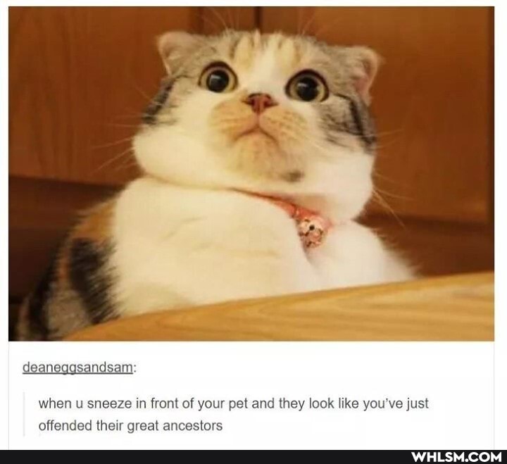 deaneggsandsam
when u sneeze in front of your pet and they look like you've just offended their great ancestors