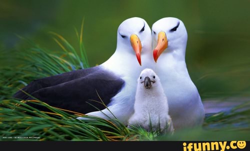 Seabirds memes. Best Collection of funny Seabirds pictures on iFunny