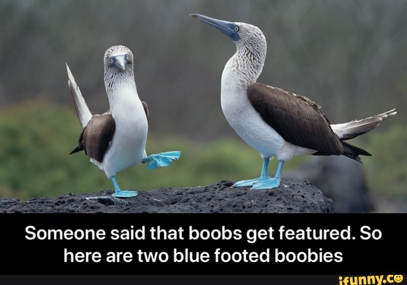 Someone said that boobs get featured. So
here are two blue footed boobies - Someone said that boobs get featured. So here are two blue footed boobies
