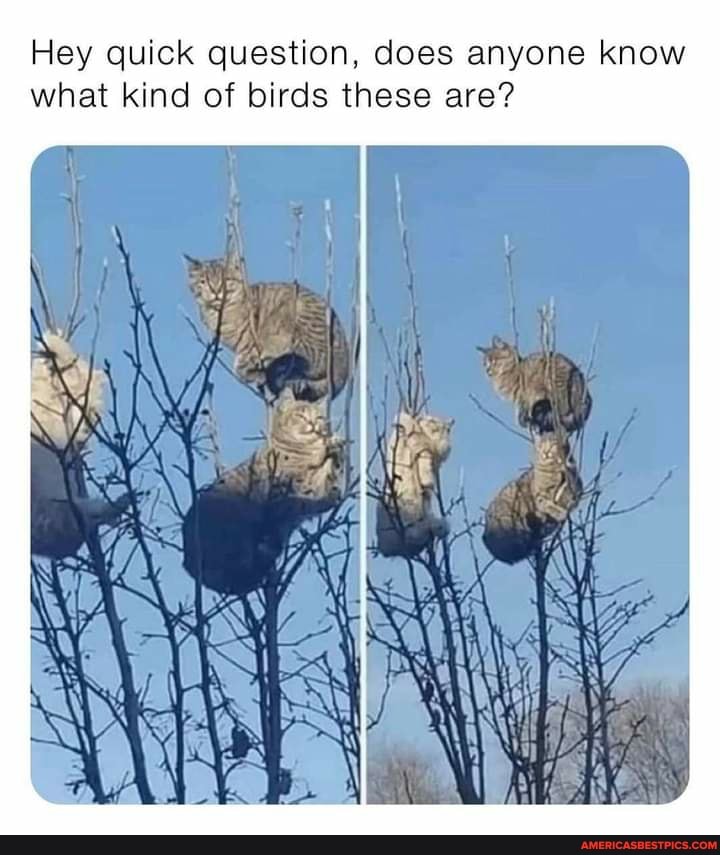 Hey ck question, does anyone know what kind of birds these are?
what kind of
Hey qu
AS