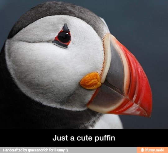 Just a cute puffin - Just a cute puffin
