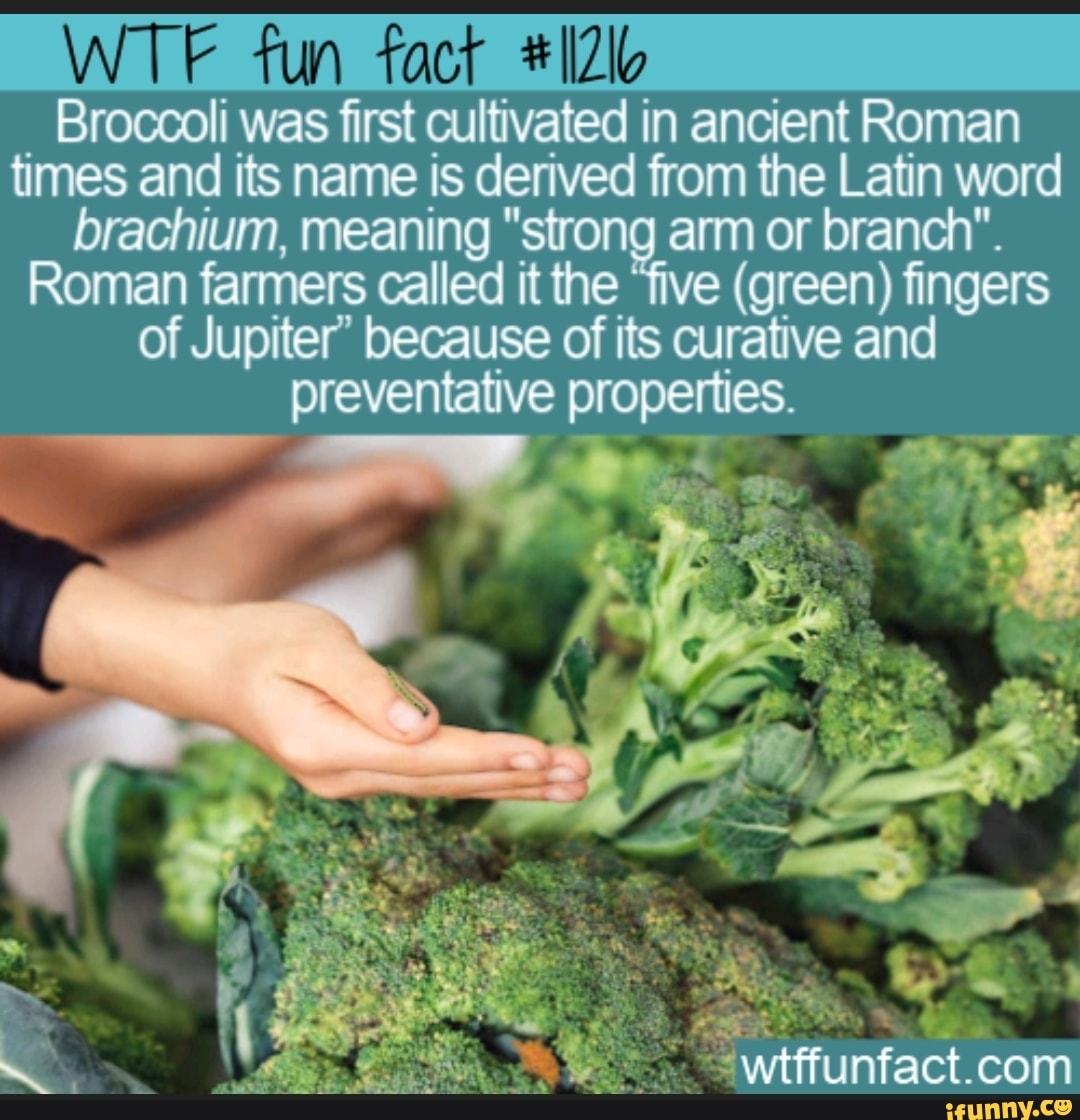 Fun fact Broccoli was first cultivated in ancient Roman times and its