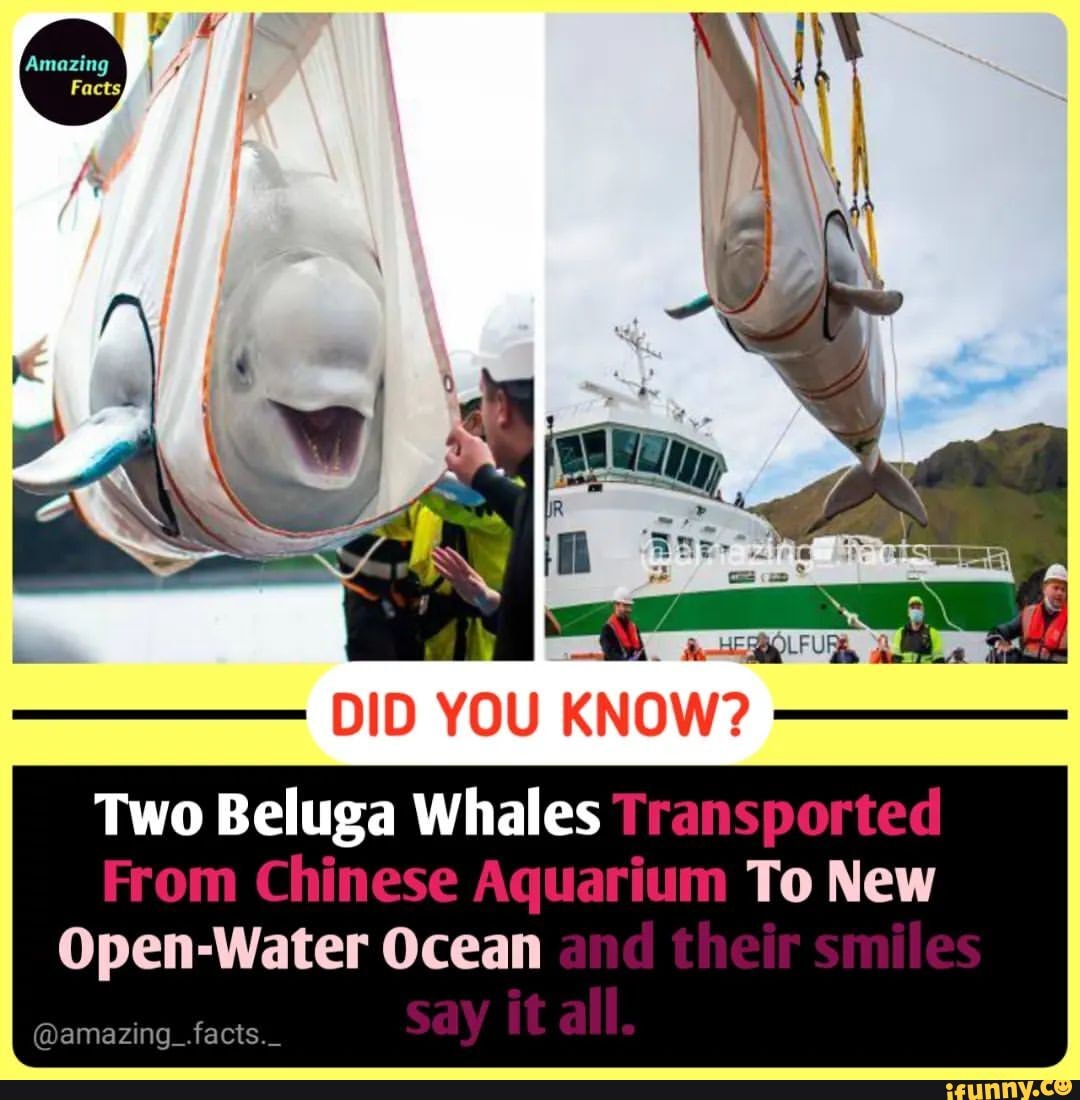 DID YOU KNOW? Two Beluga Whales Transported From Chinese Aquarium To