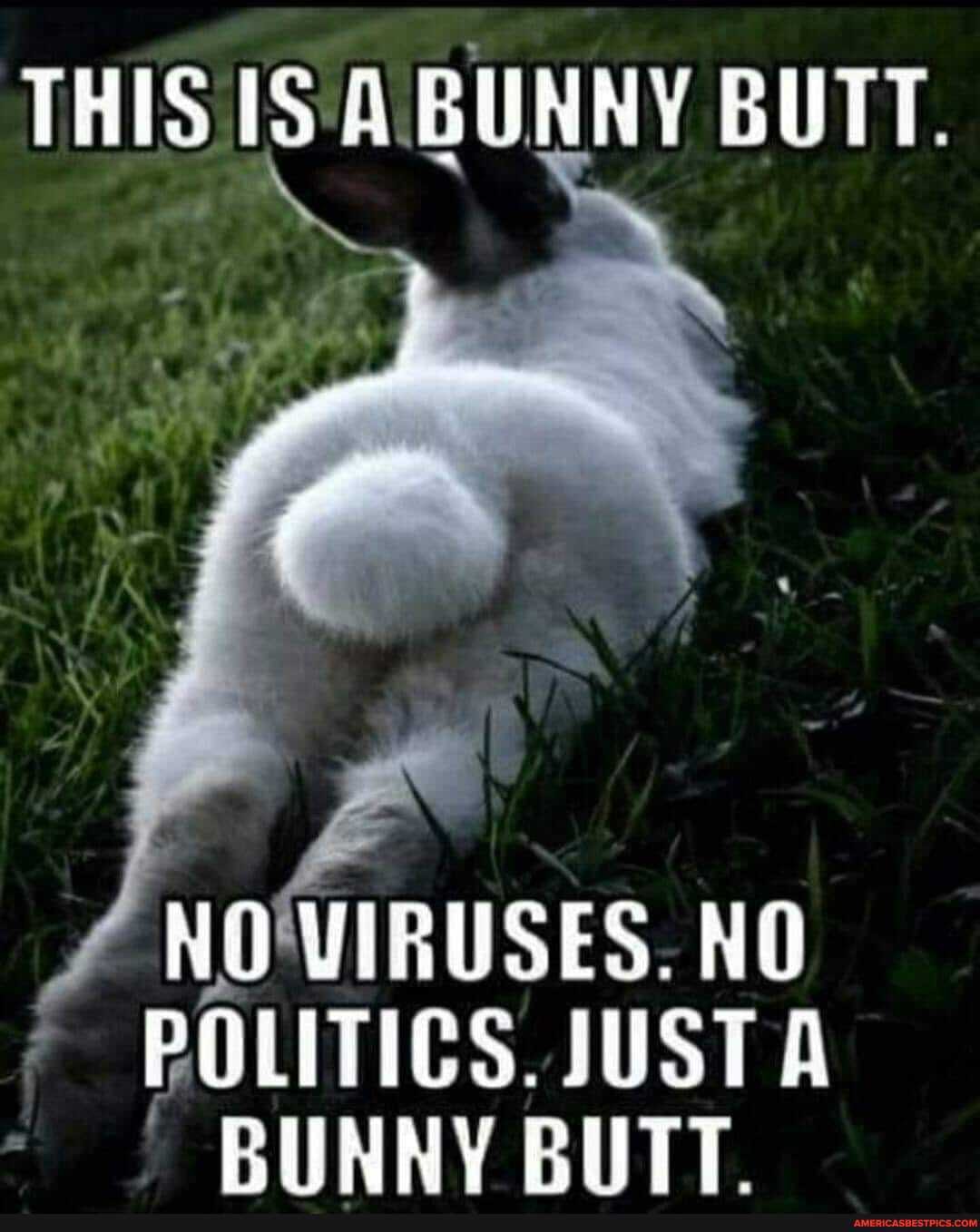 THIS IS A.BUNNY BUTT.
on
NO VERUSES. NO POLITICS. JUST A BUNNY BUTT.