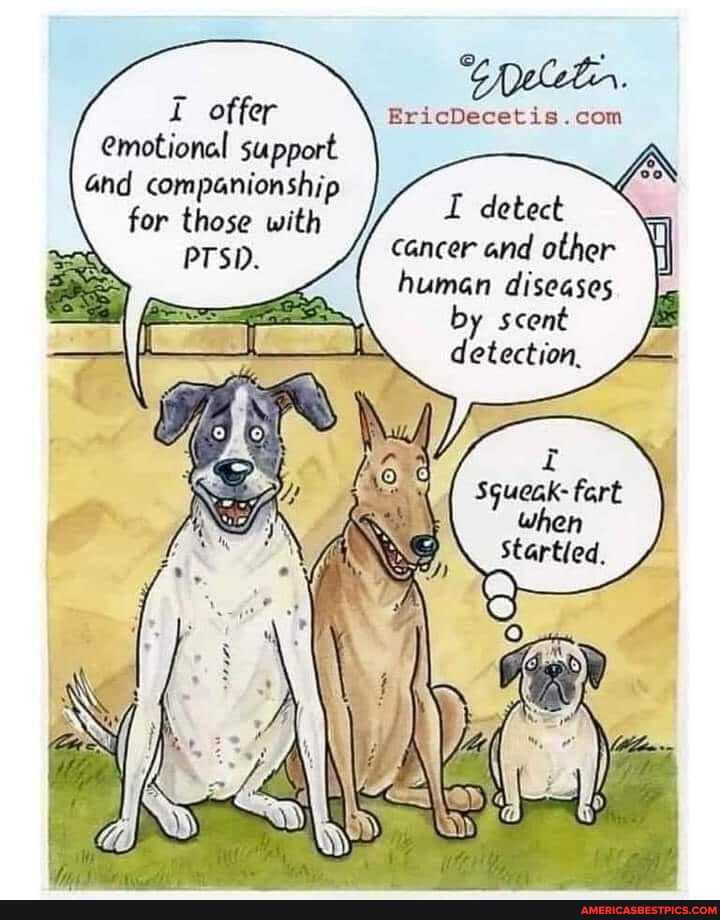 offer motional support
Gnd companionship for those with
detect cancer and other human diseases by scent detection.
fart