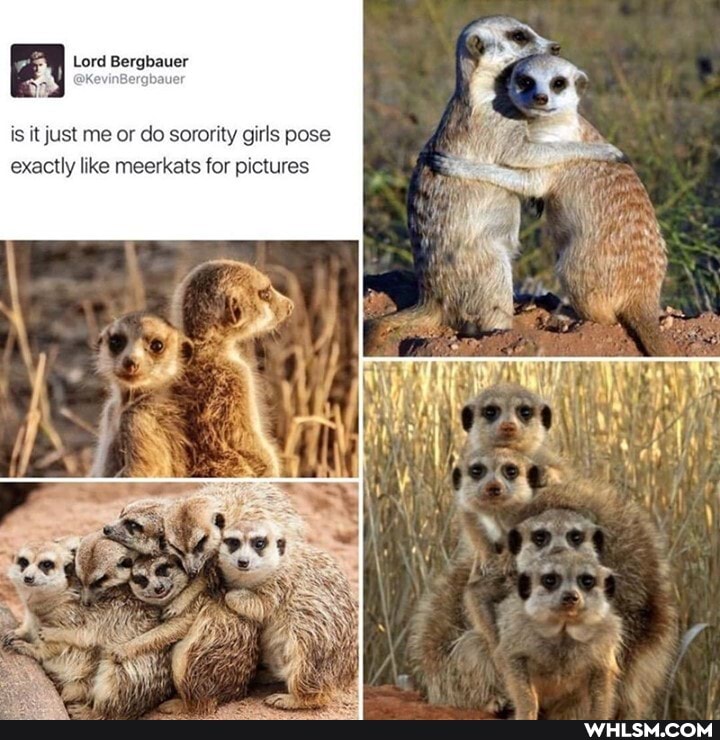 Lord Bergbauer
is it just me or do sorority girls pose exactly like meerkats for pictures