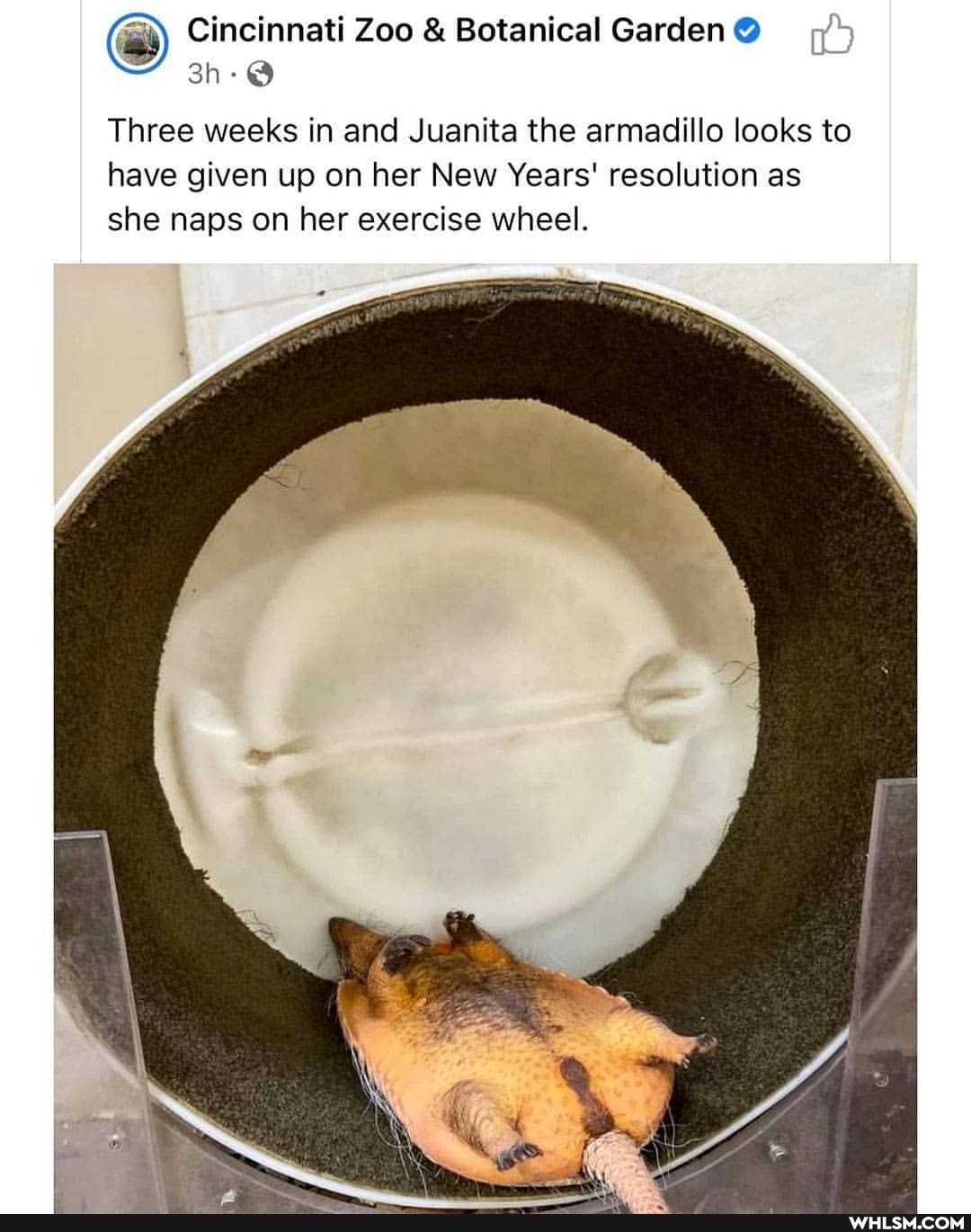 Cincinnati Zoo & Botanical Garden@
Three weeks in and Juanita the armadillo looks to have given up on her New Years' resolution as she naps on her exercise wheel.