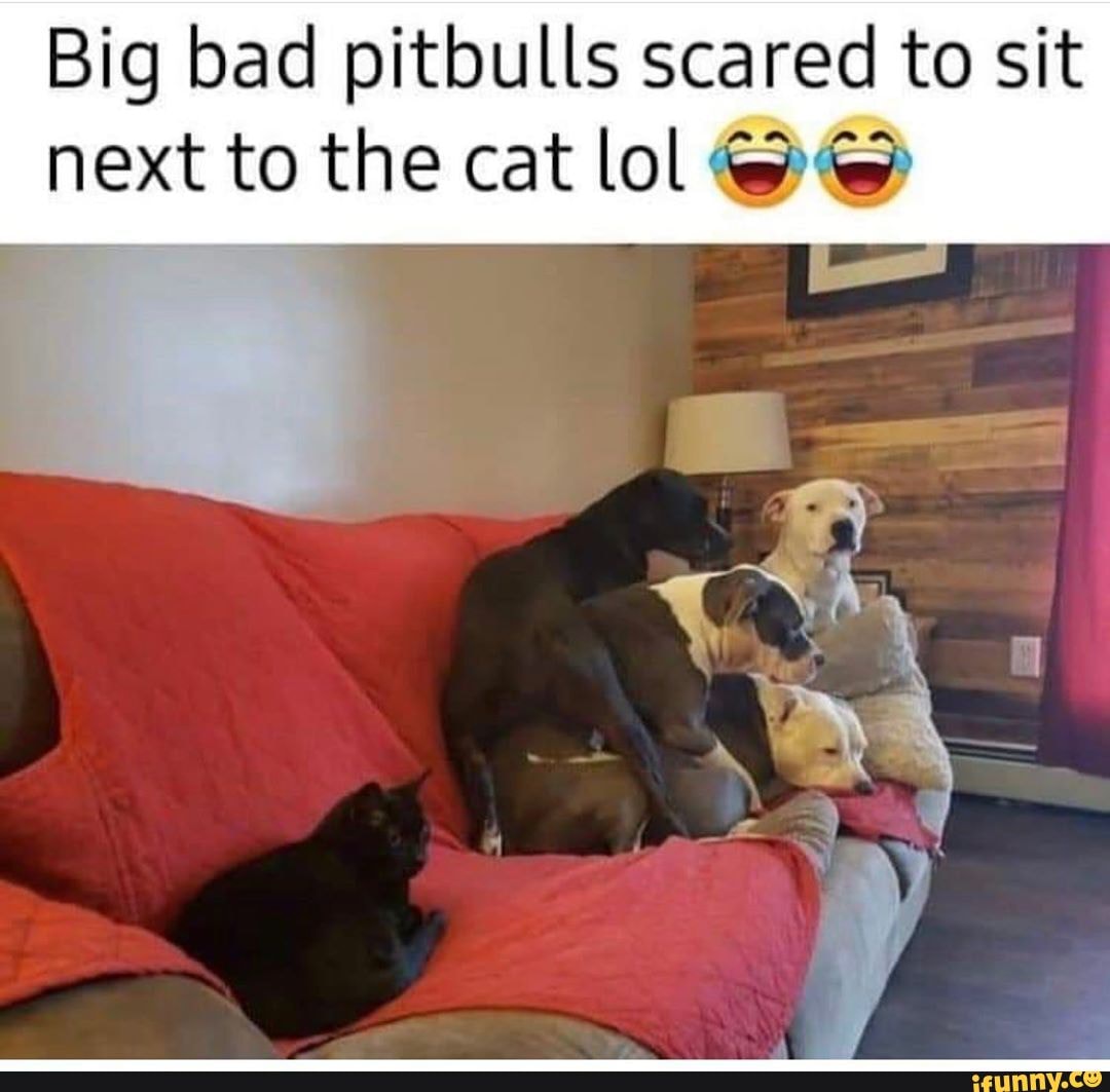 Big bad pitbulls scared to sit
