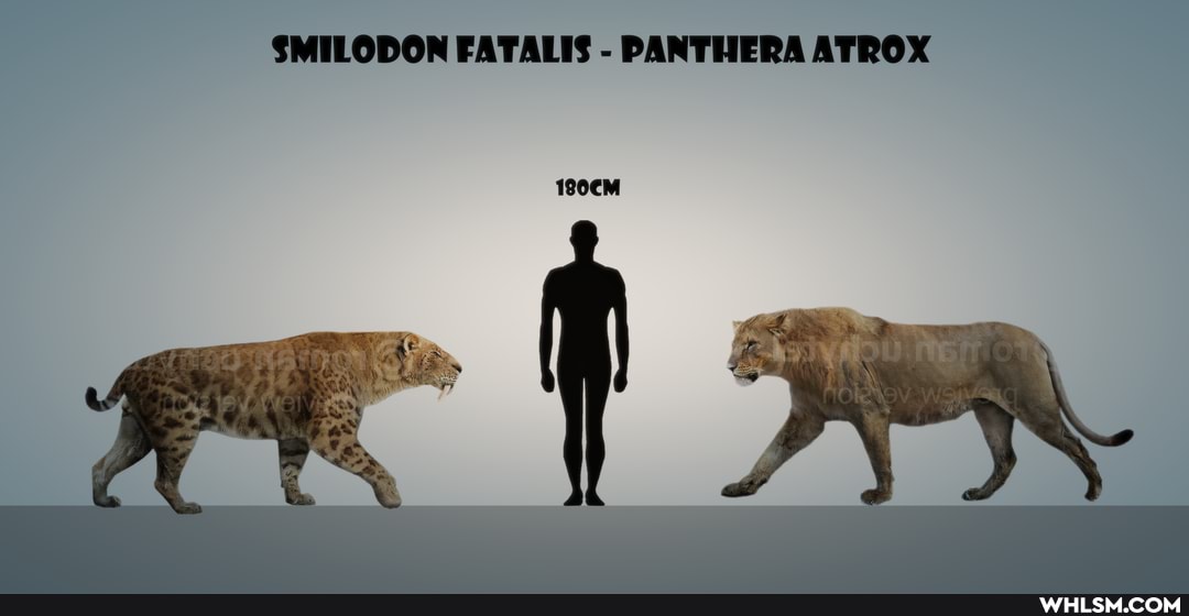 cat, smilodon, cats, comparison