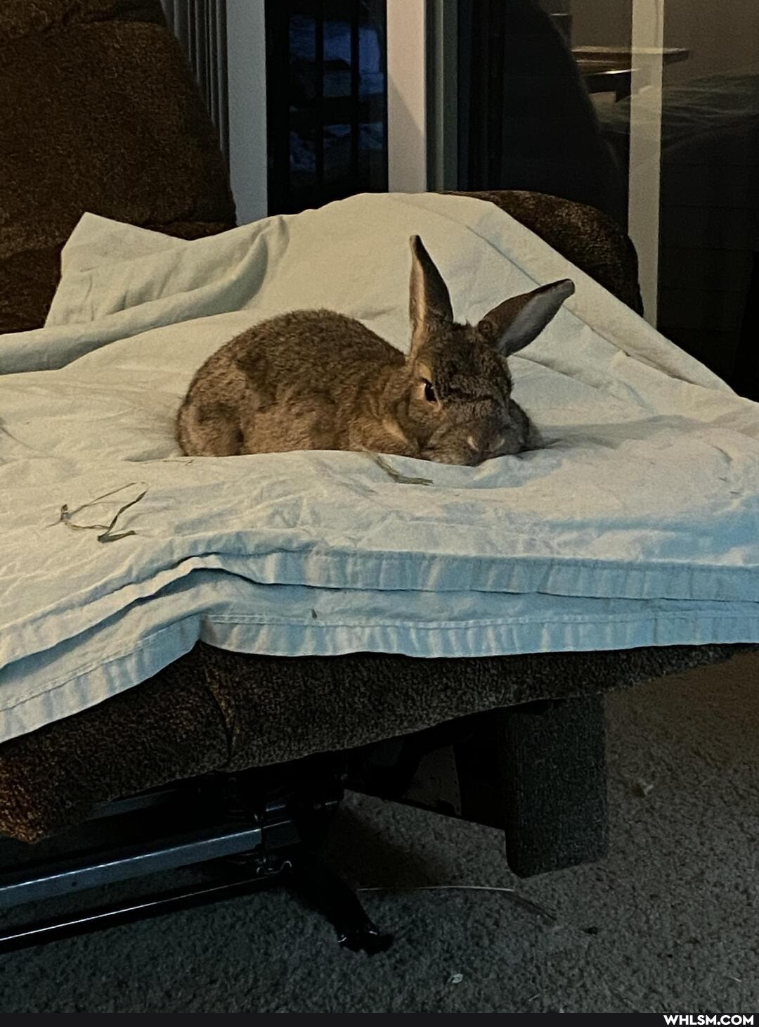 bunny, rabbit