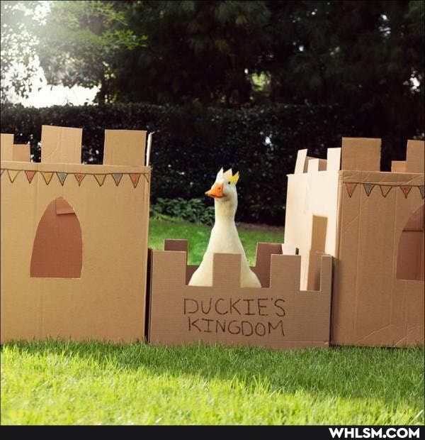 DUCKIES KINGDOM