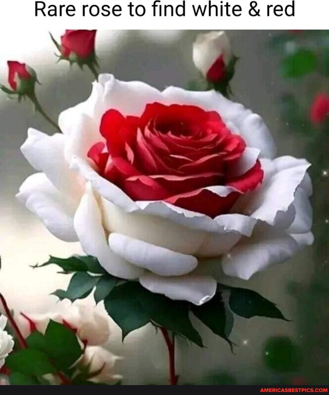 Rare rose to find white & re - America’s best pics and videos