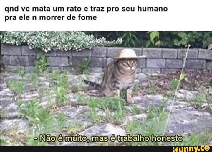 qnd vc mata um rato e traz pro seu humano
pra ele n morrer de fome