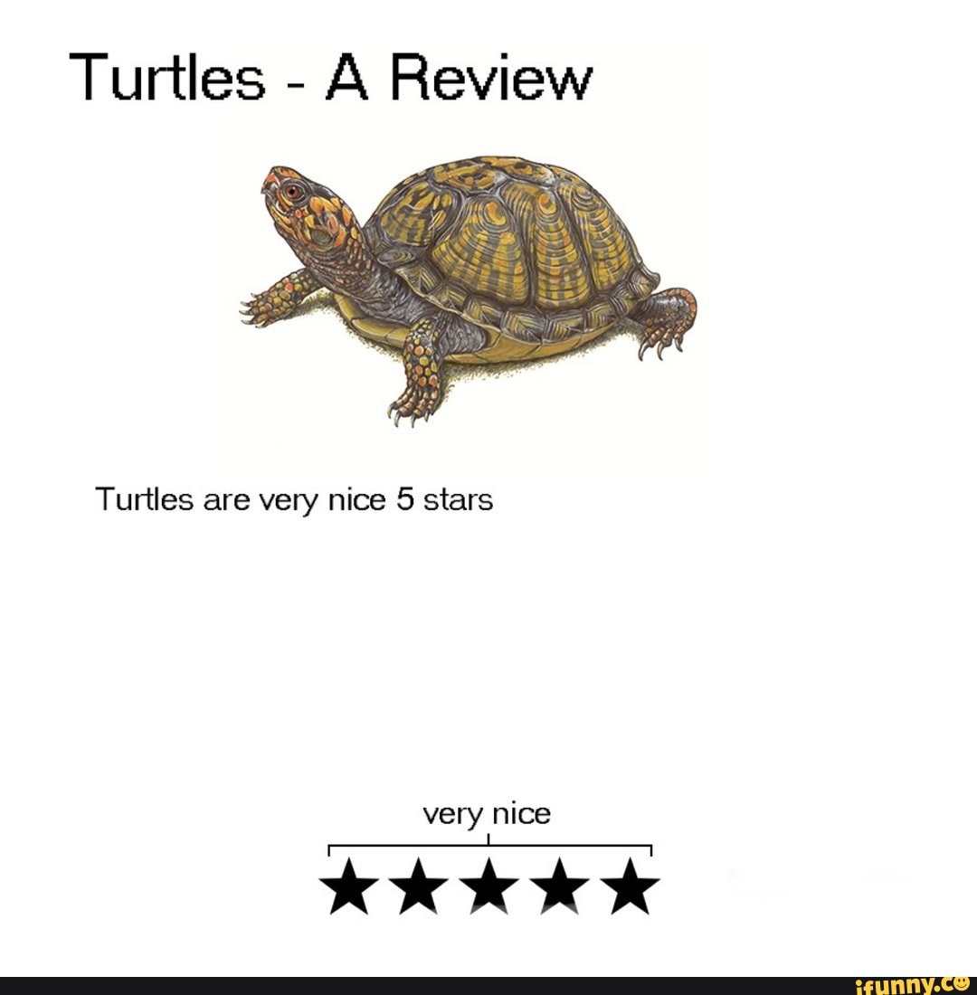 Turtles - A Review
Turtles are very nice 5 stars
very nice
kkk IK