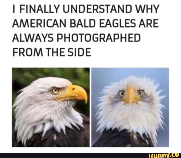 I FINALLY UNDERSTAND WHY AMERICAN BALD EAGLES ARE ALWAYS PHOTOGRAPH ED