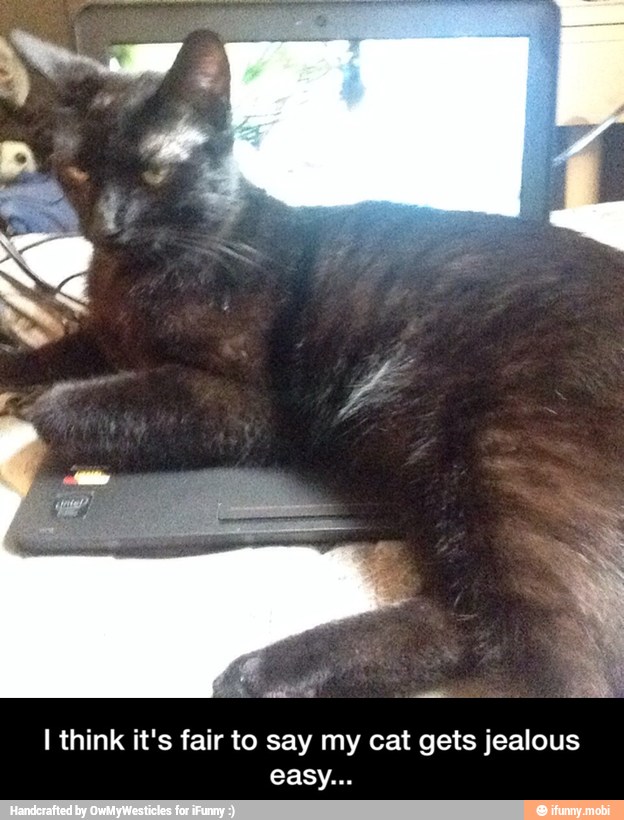I think it's fair to say my cat gets jealous - I think it's fair to say my cat gets jealous easy...