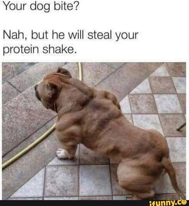 can dogs have protein shakes