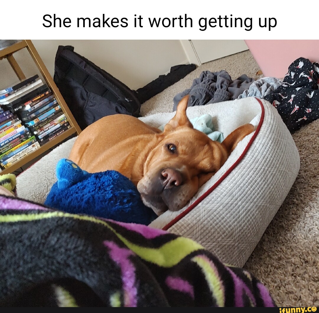 Sharpei memes. Best Collection of funny Sharpei pictures on iFunny