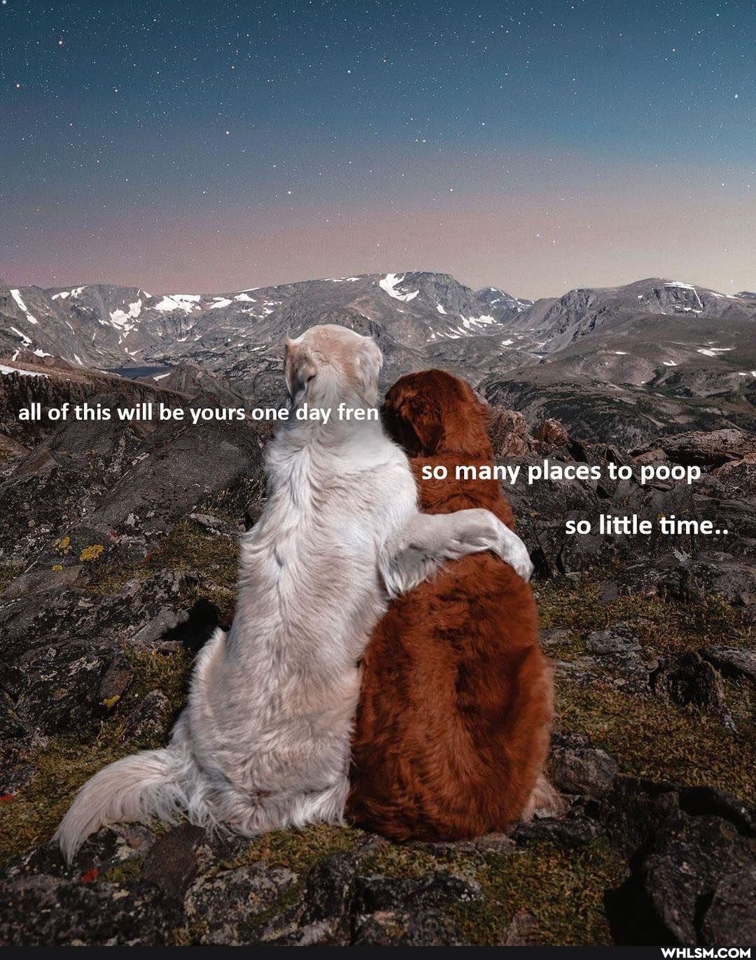 all of this will be yours one day fren
so many places to poop
so little time..