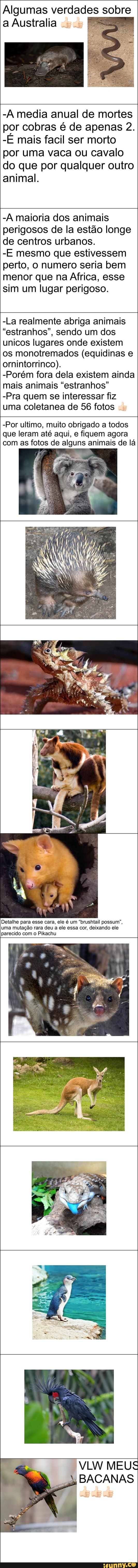 Algumas verdades sobre a Australia
-A media anual de mortes por cobras é de apenas 2.
-É mais facil ser morto por uma vaca ou cavalo do que por qualquer outro animal.
-A maioria dos animais perigosos de la estão longe de centros urbanos.
JE mesmo que estivessem perto, o numero seria bem menor que na Africa, esse sim um lugar perigoso.
-La realmente abriga animais
"estranhos", sendo um dos unicos lugares onde existem os monotremados (equidinas e ornintorrinco).
-Porém fora dela existem ainda mais animais "estranhos"
-Pra quem se interessar fiz uma coletanea de 56 fotos dy
-Por ultimo, muito obrigado a todos que leram até aqui, e fiquem agora com as fotos de alguns animais de lá
Detalhe para esse cara, ele é um "brushtail possum", uma mutação rara deu a ele essa cor, deixando ele parecido com o Pikachu
VLW MEUS BACANAS