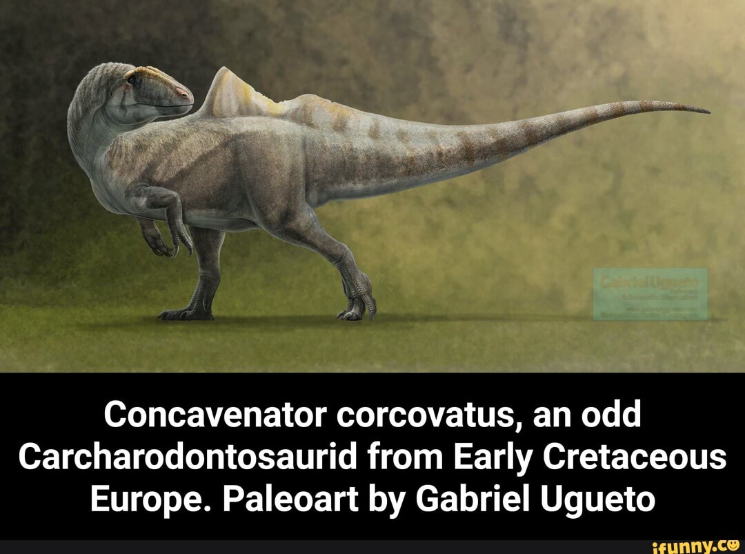 Concavenator corcovatus, an odd Carcharodontosaurid from Early ...