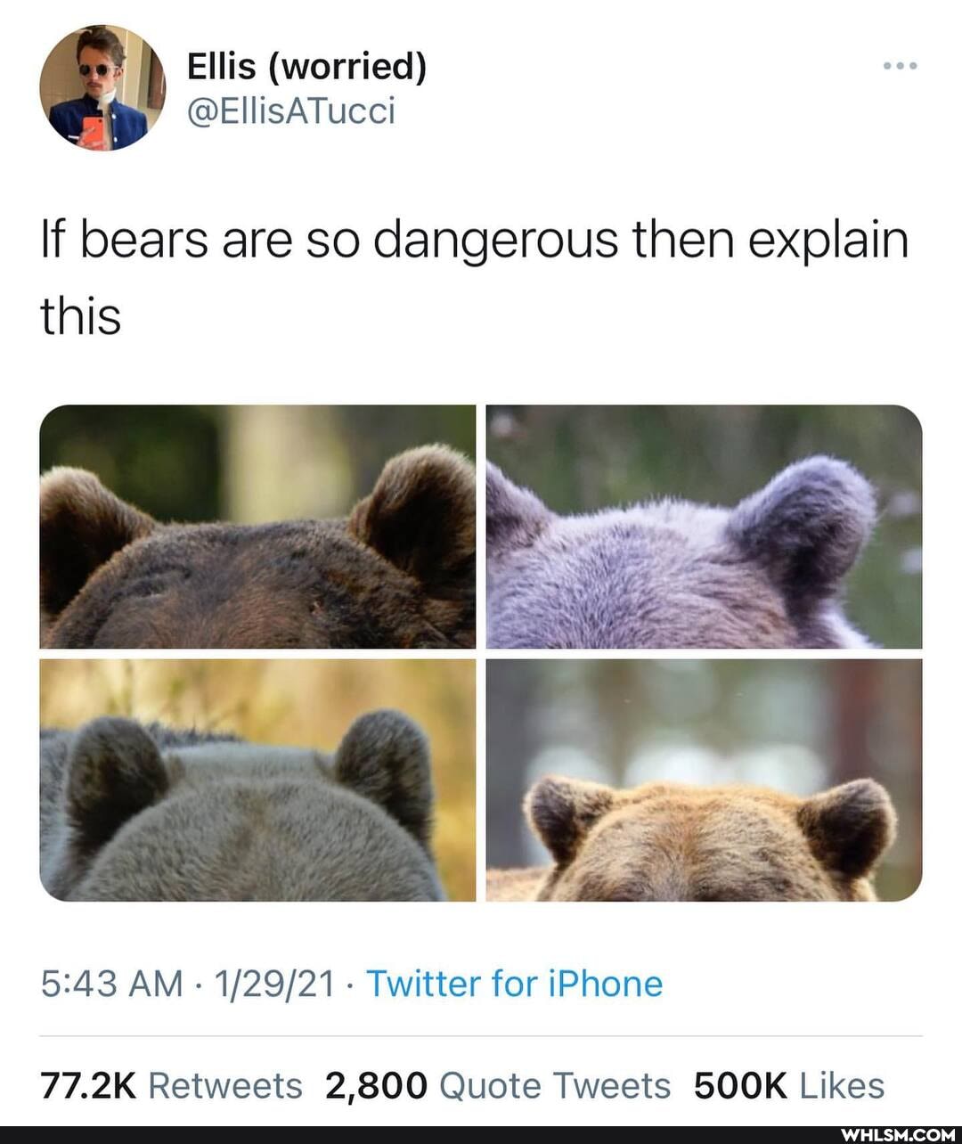 Ellis
@EllisATucci
If bears are so dangerous then explain this
AM - - Twitter for iPhone