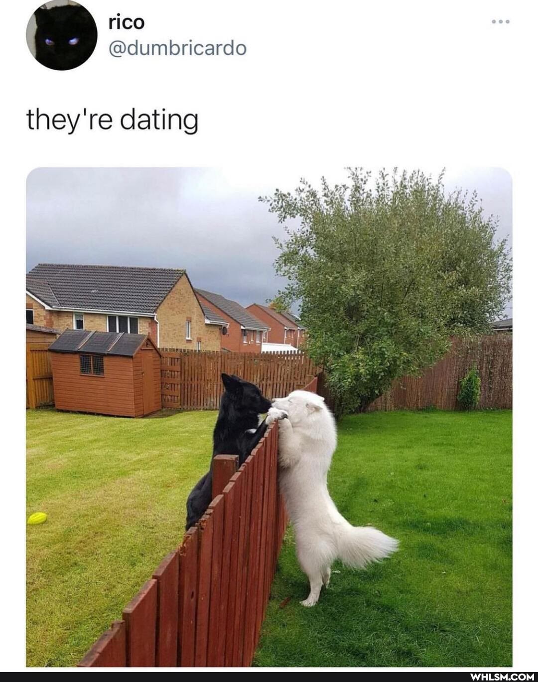 rico
@dumbricardo
they're dating