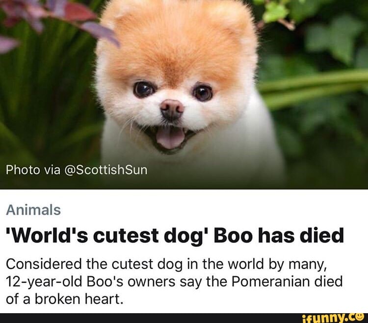 Animals 'World's cutest dog' Boo has died Considered the cutest