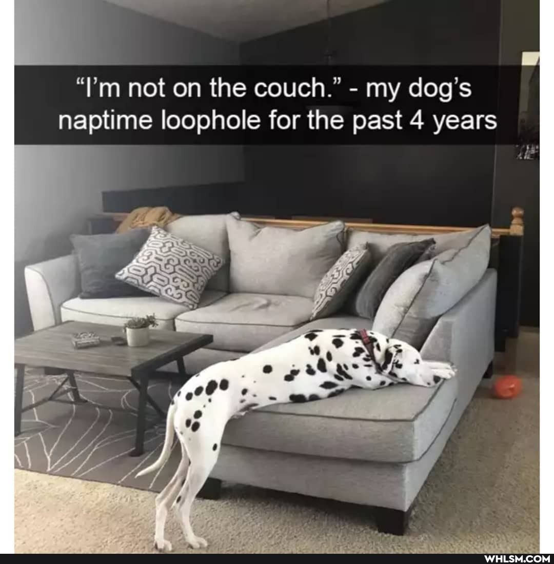 "I'm not on the couch." - my dog's naptime loophole for the past 4 years