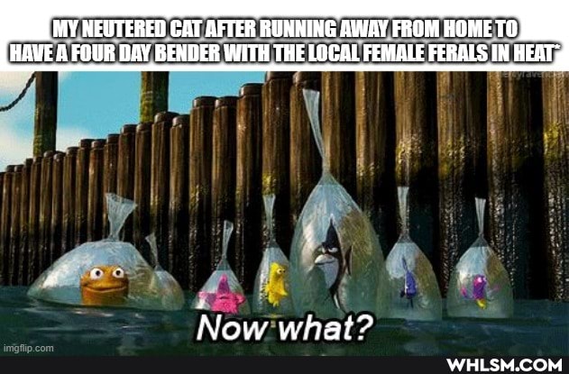 MY NEUTERED CAT AFTER RUNNING AWAY FROM HOME TO HAVE A FOUR DAY BENDER WITH THE LOCAL FEMALE FERALS IN HEA
an
Now what?