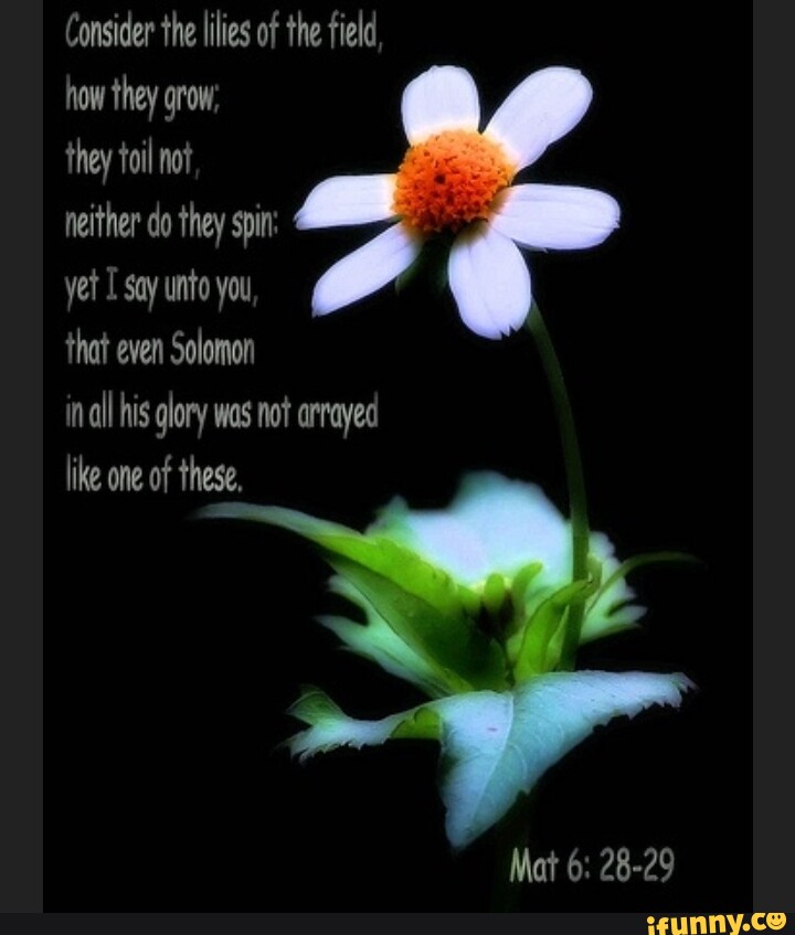 Consider the lilies of the field how they grow, they toil not neither ...