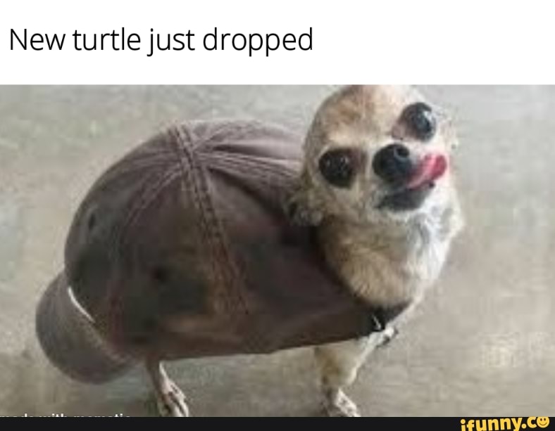 New turtle just dropped iFunny