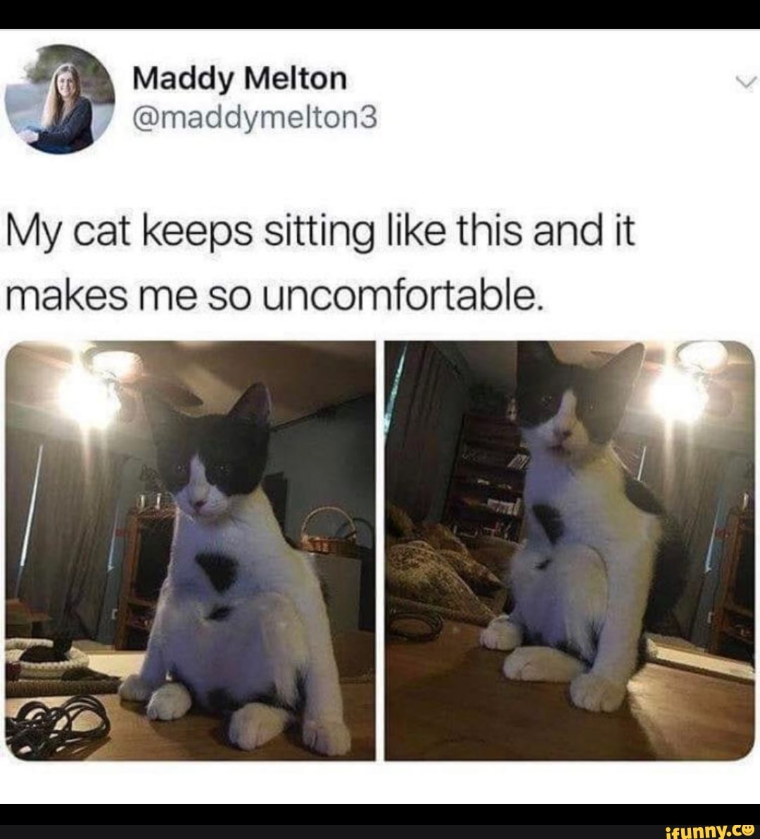 My cat keeps sitting like this and it makes me so iFunny