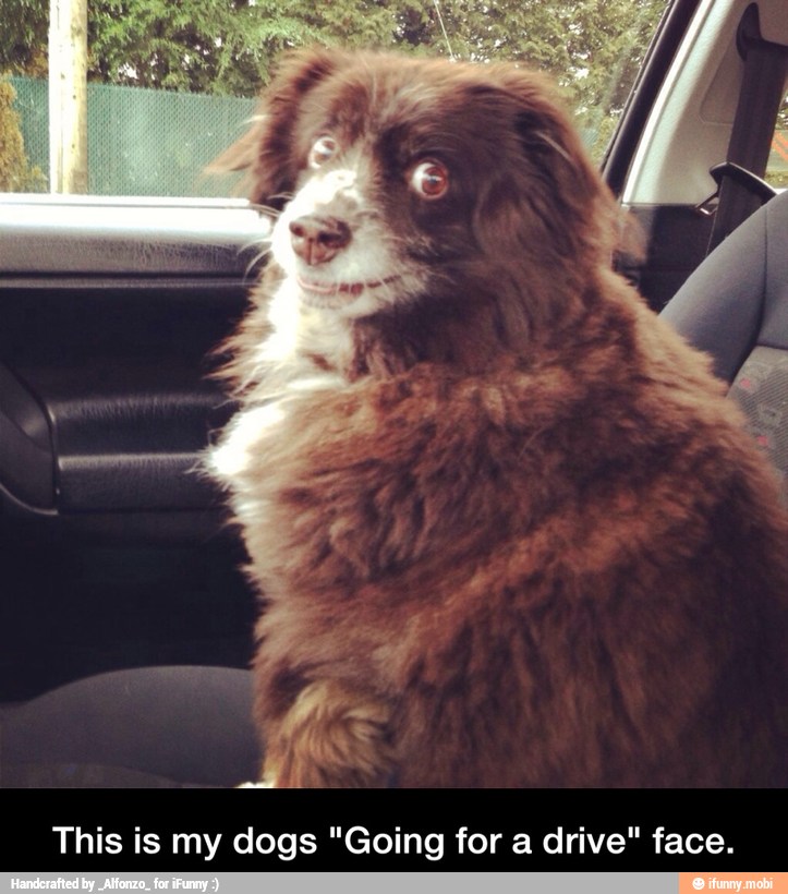 This is my dogs "Going for a drive" face. - This is my dogs "Going for a drive" face.