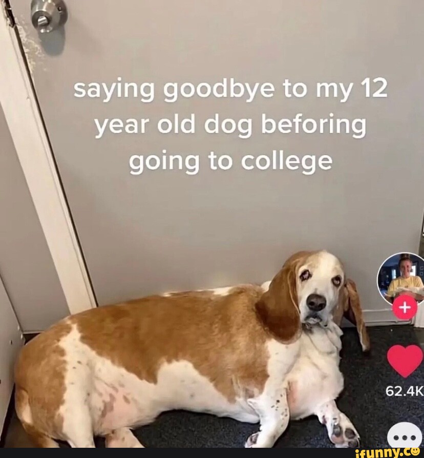 Saying goodbye to my 12 year old dog beforing going to college iFunny