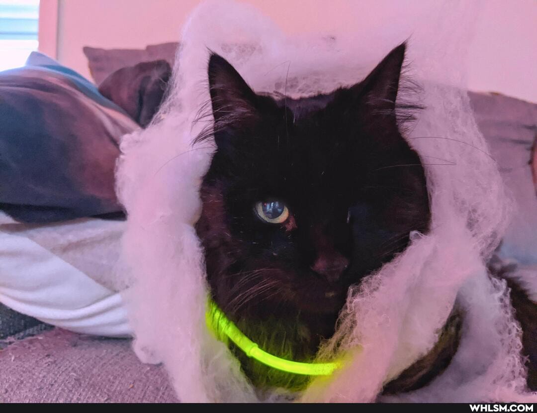pets, costume, dress_up_your_pet
