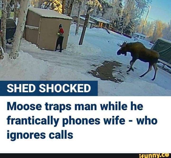 SHED SHOCKED
Moose traps man while he
frantically phones wife who
ignores calls