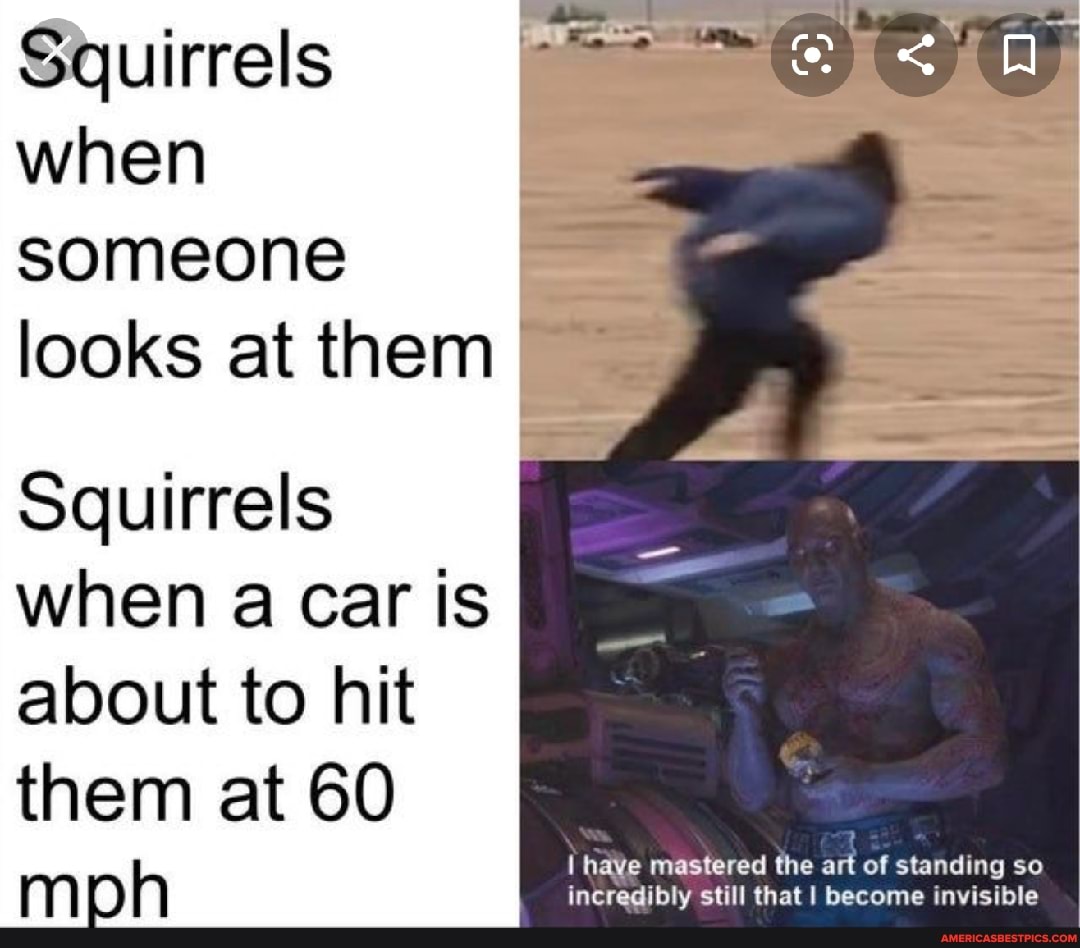 Squirrels when someone looks at them
Squirrels when a Car is about to hit them at 60
I have mastered the art of standing so
h incredibly still that I become invisible