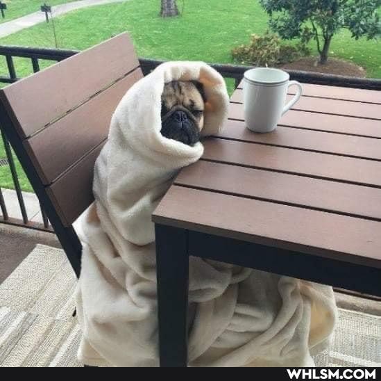 funny, dog