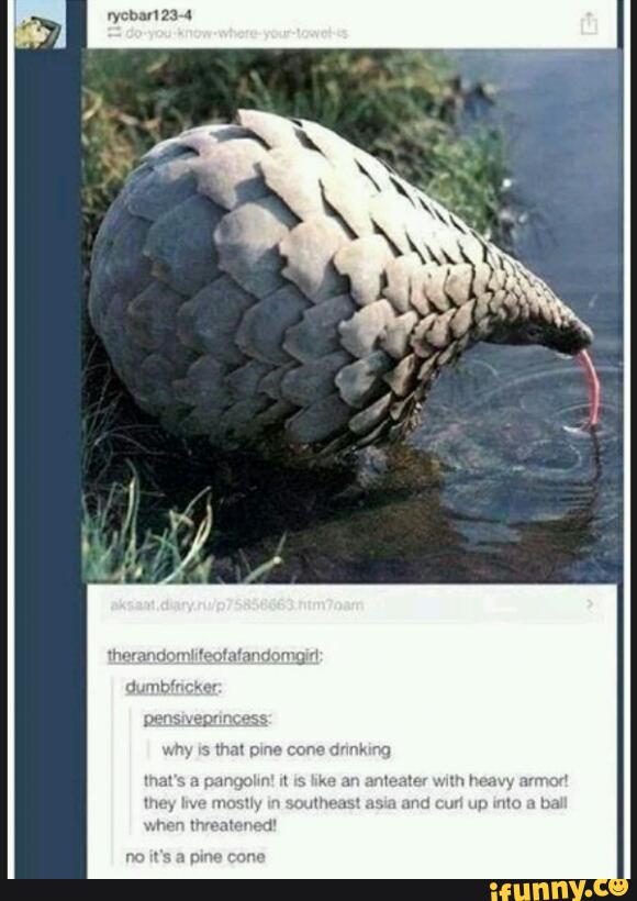 pinecone, tumblr, pangolin