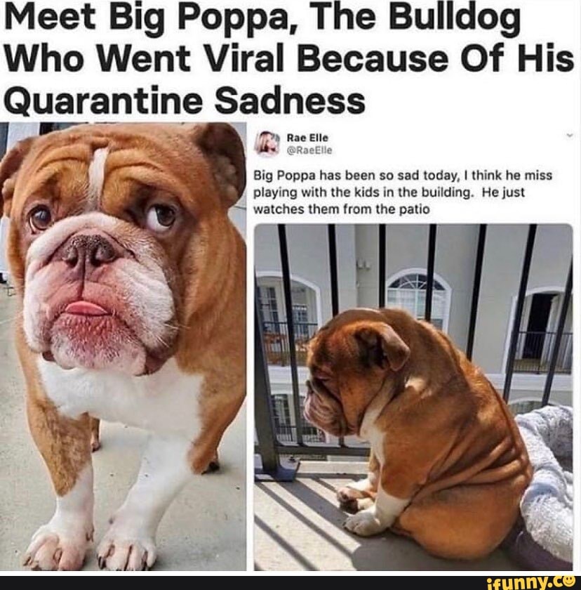 Meet Big Poppa, The Bulldog Who Went Viral Because Of His Quarantine ...