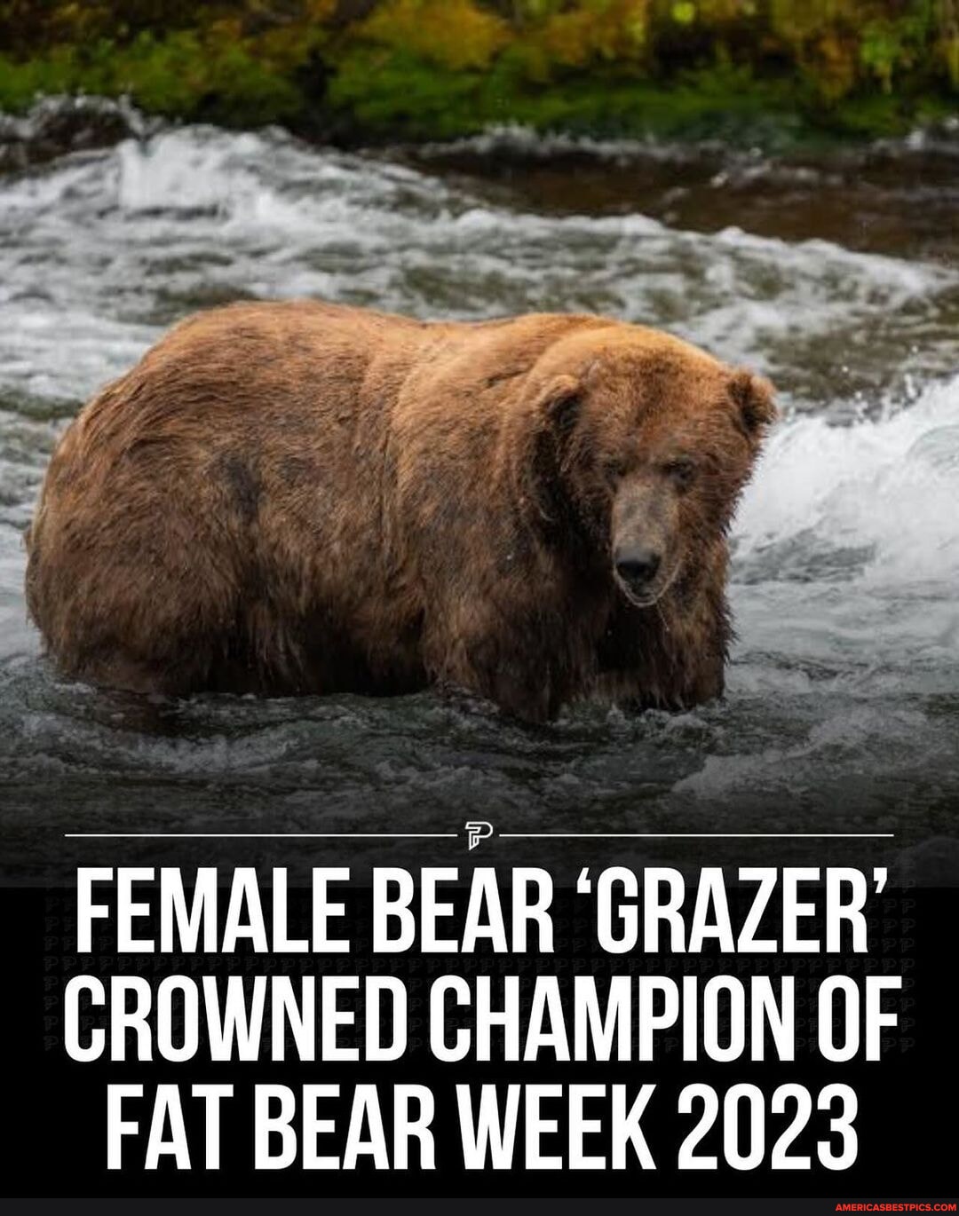 FEMALE BEAR 'GRAZER' CROWNED CHAMPION OF FAT BEAR WEEK 2023 - America’s ...