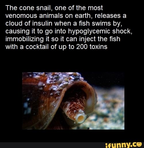 The cone snail, one of the most venomous animals on earth, releases a