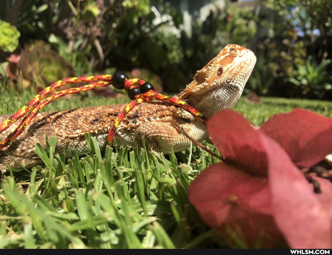 dog, bearded_dragon, advice_animals