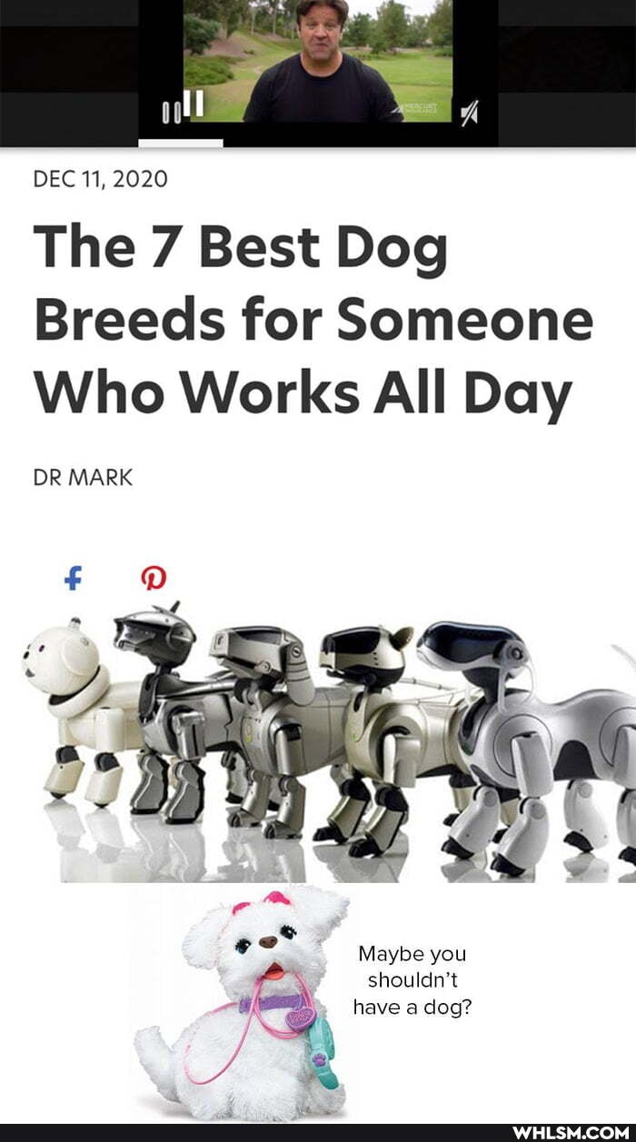 DEC Ti, 2020
The 7 Best Dog
Breeds for Someone
Who Works All Day
DR MARK
Maybe you shouldn't have a dog?