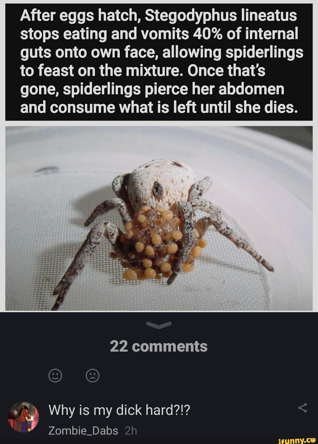 After eggs hatch, Stegodyphus lineatus stops eating and vomits 40 of