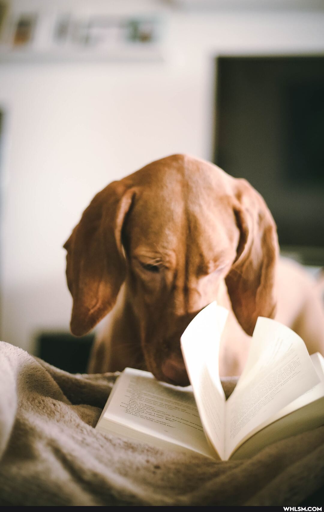 dogs, dog, baby_animals, cute_animal