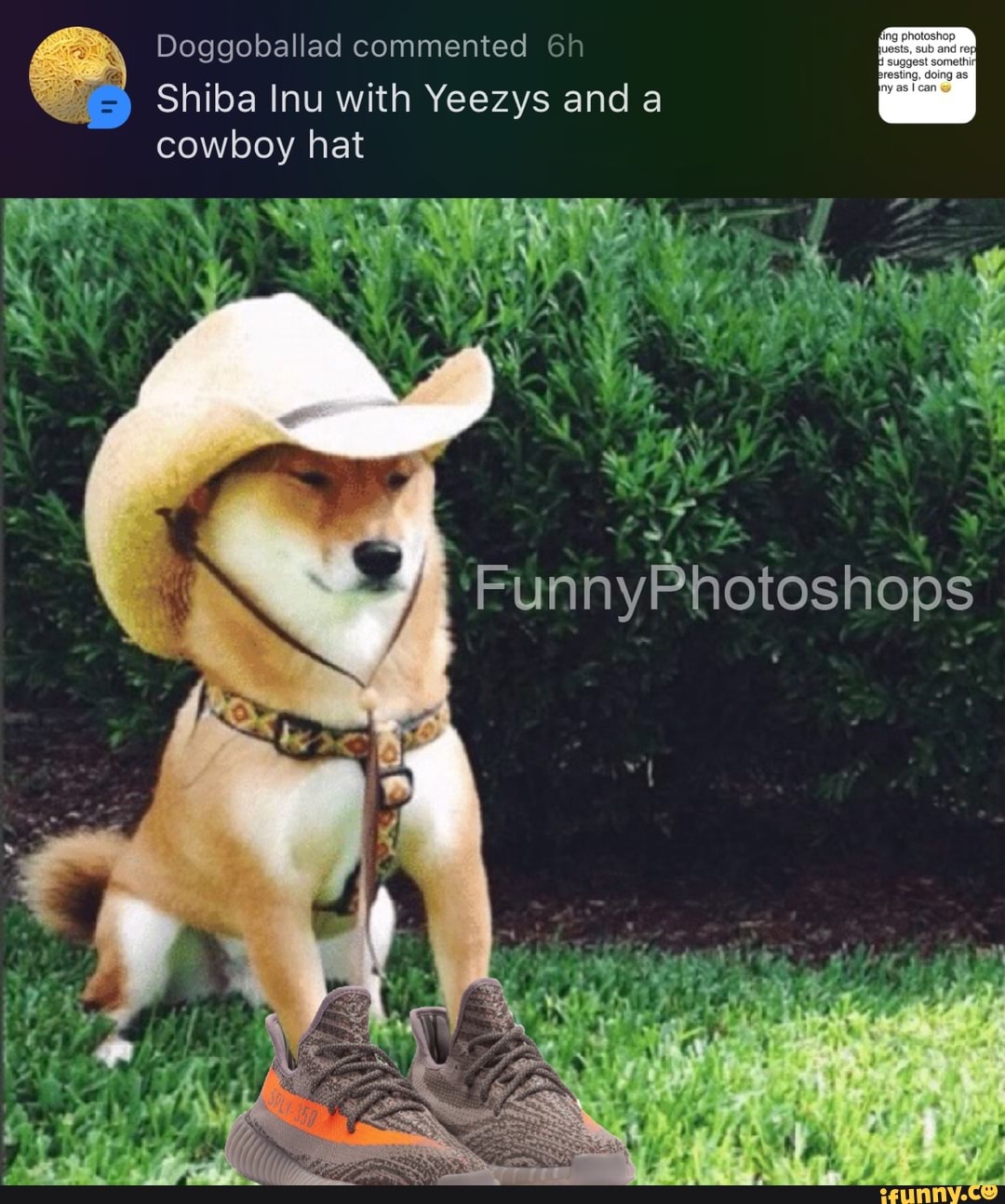 shiba inu cowboy hat