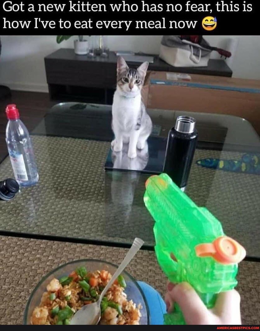 Got a new kitten who has no fear, this is how I've to eat every meal now