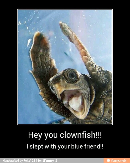 Hey you clownfish!!!
Islept with your blue friend!! - Hey you clownfish!!!
I slept with your blue friend!!